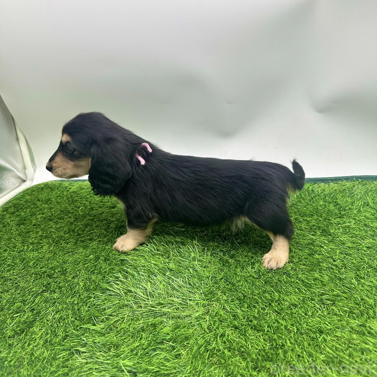 成約済の愛知県のミニチュアダックスフンド(ロングヘアード)-380637の4枚目