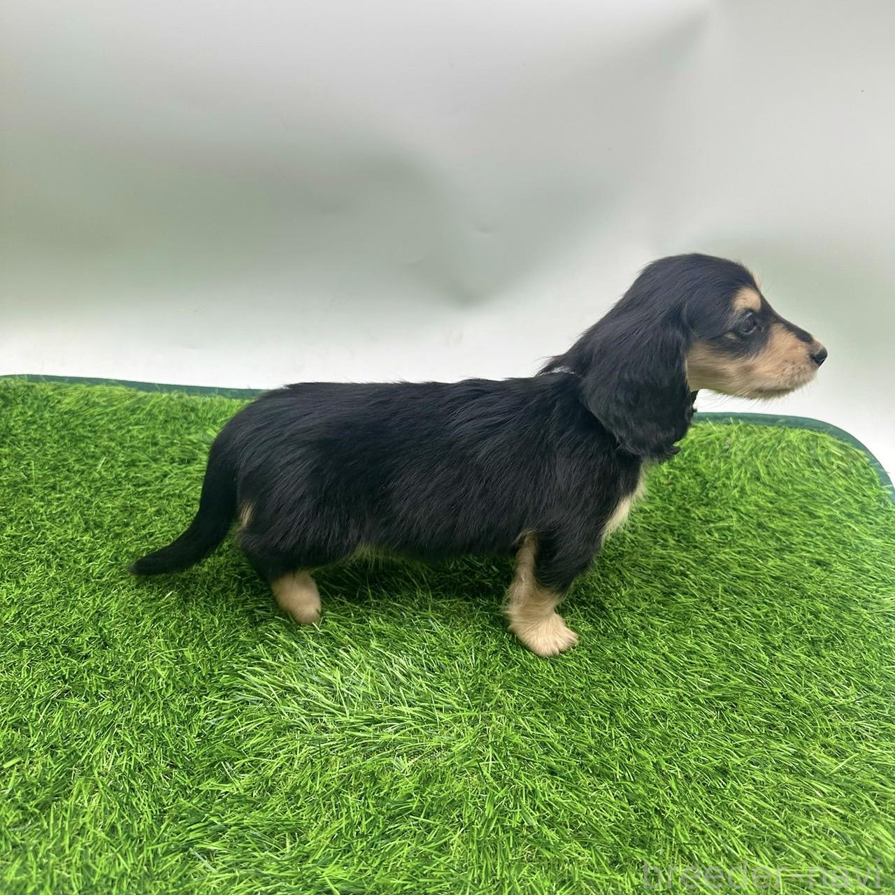 成約済の愛知県のミニチュアダックスフンド(ロングヘアード)-380637の3枚目