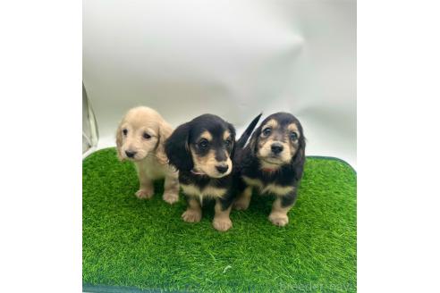 成約済の愛知県のミニチュアダックスフンド(ロングヘアード)-380637の2枚目