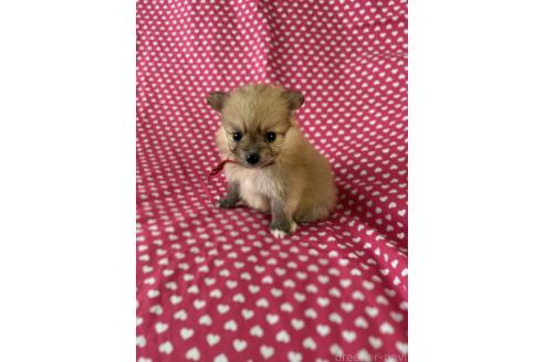 販売中の北海道のミックス犬-380644