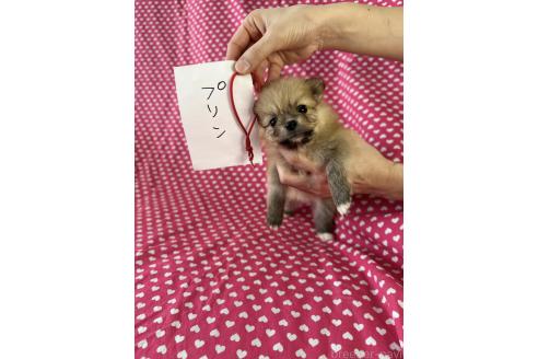 販売中の北海道のミックス犬-380644の4枚目