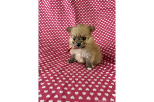 販売中の北海道のミックス犬-380644の3枚目