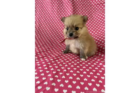 販売中の北海道のミックス犬-380644の2枚目