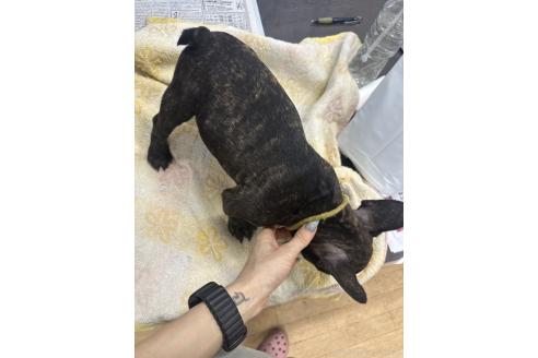 販売中の千葉県のフレンチブルドッグ-371225の2枚目