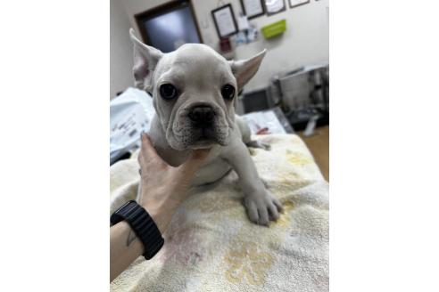 販売中の千葉県のフレンチブルドッグ-369739