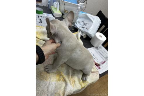 販売中の千葉県のフレンチブルドッグ-369739の3枚目