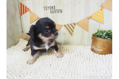 ドライブボックス ドライブベッド ドライブ 小型犬 中型犬 犬用