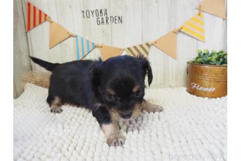 ドライブボックス ドライブベッド ドライブ 小型犬 中型犬 犬用