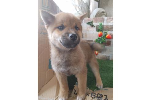成約済の鹿児島県の柴犬-375078の4枚目