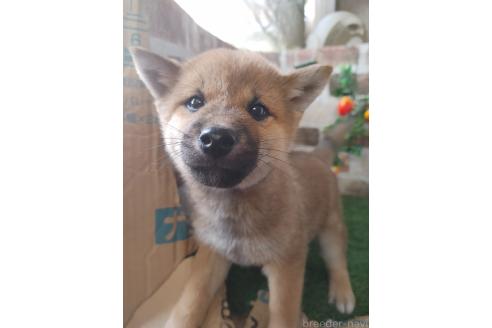 成約済の鹿児島県の柴犬-375078の3枚目