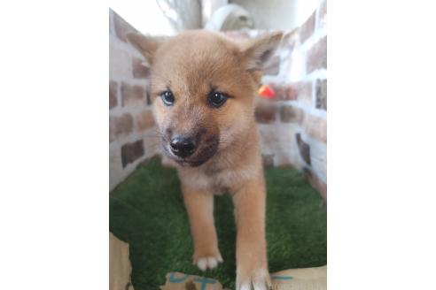 成約済の鹿児島県の柴犬-375078の2枚目