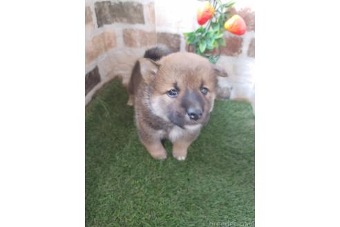成約済の鹿児島県の柴犬-380694の2枚目