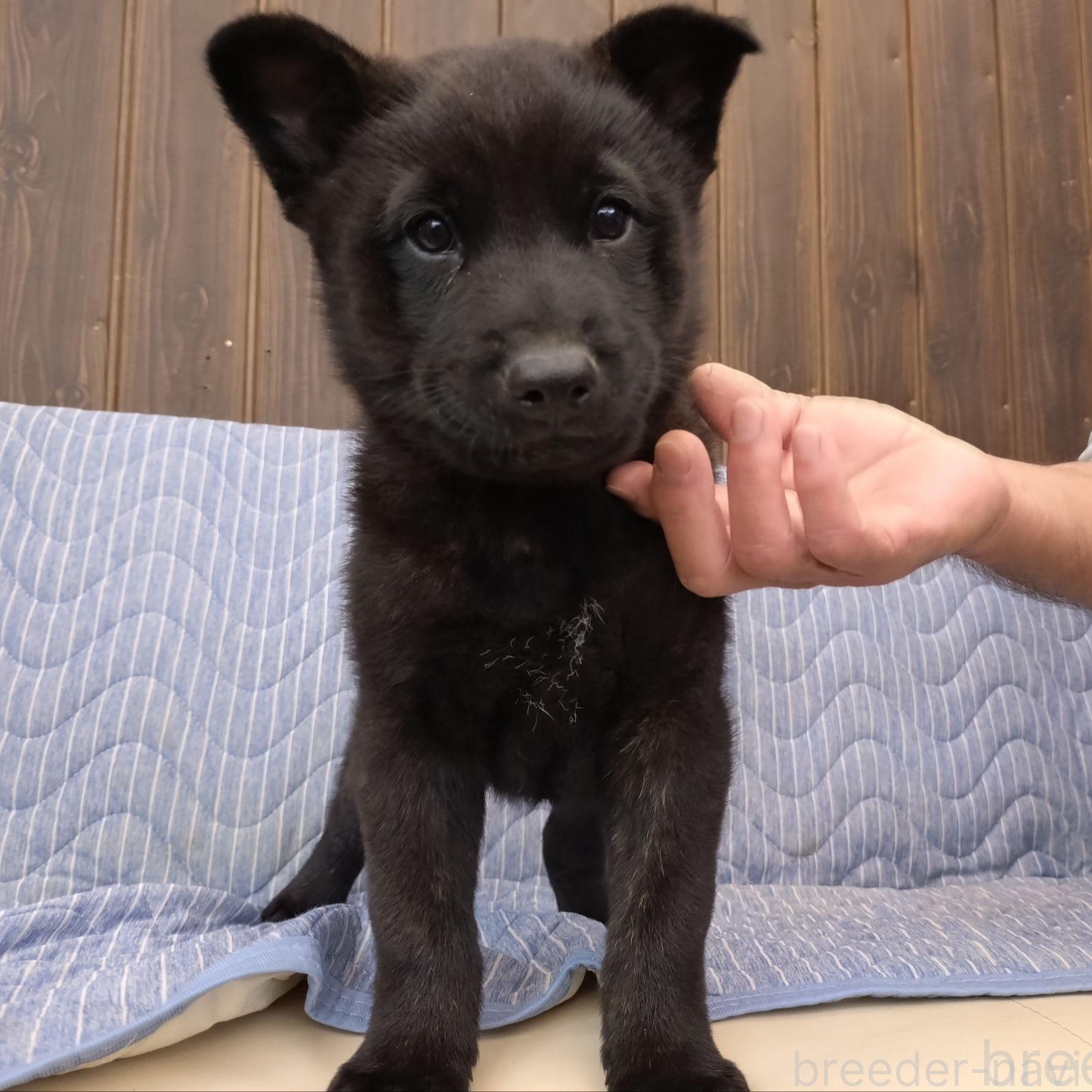 販売中の岡山県の甲斐犬-373764