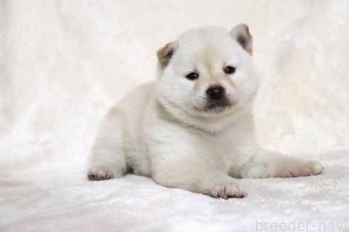 成約済の滋賀県の柴犬-380700の9枚目