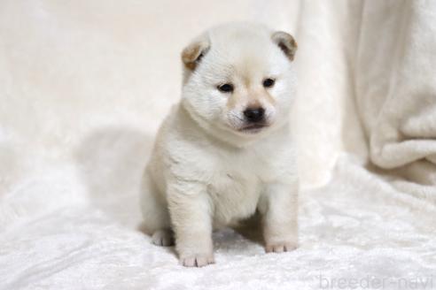 成約済の滋賀県の柴犬-380700の8枚目