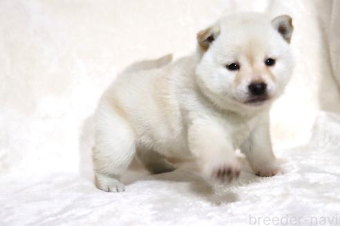 成約済の滋賀県の柴犬-380700の7枚目