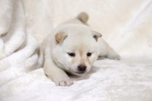 成約済の滋賀県の柴犬-380700の6枚目