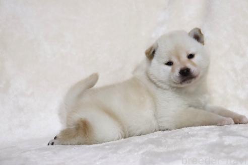 成約済の滋賀県の柴犬-380700の5枚目