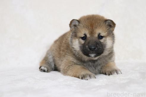 販売中の滋賀県の柴犬-380702の7枚目