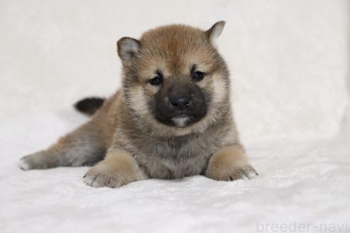 販売中の滋賀県の柴犬-380702の6枚目