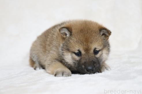 販売中の滋賀県の柴犬-380702の5枚目