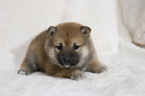 販売中の滋賀県の柴犬-380702の4枚目
