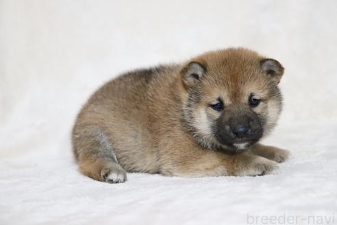 販売中の滋賀県の柴犬-380702の3枚目