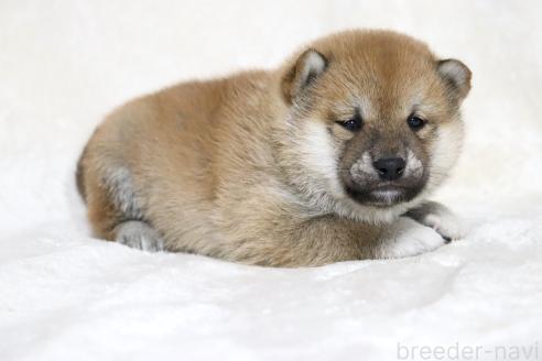 成約済の滋賀県の柴犬-380703の7枚目