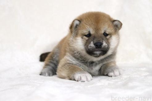 成約済の滋賀県の柴犬-380703の6枚目