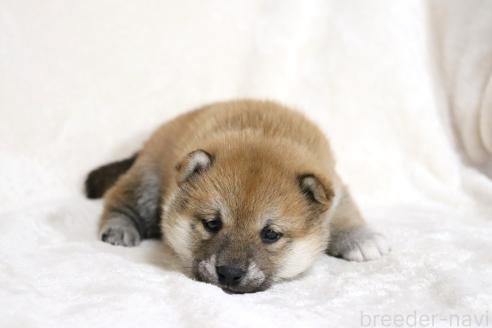 成約済の滋賀県の柴犬-380703の4枚目