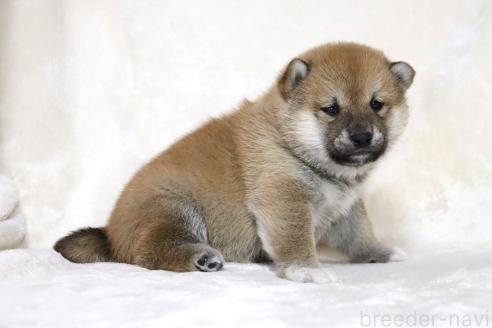 成約済の滋賀県の柴犬-380703の3枚目