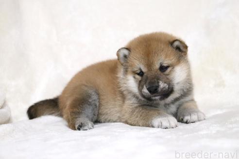 成約済の滋賀県の柴犬-380703の2枚目