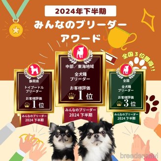 成約済の静岡県のチワワ(ロングコート)-380661の7枚目