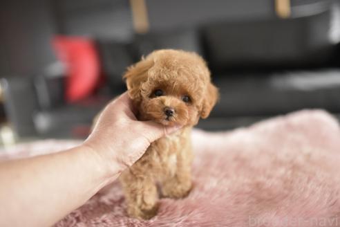 成約済の茨城県のティーカッププードル-377384の6枚目