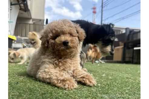 成約済の千葉県のビションプー:ビションフリーゼ×トイプードル-380769の4枚目