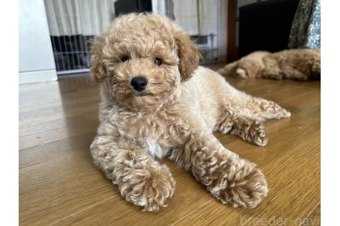 成約済の千葉県のビションプー:ビションフリーゼ×トイプードル-380769の2枚目