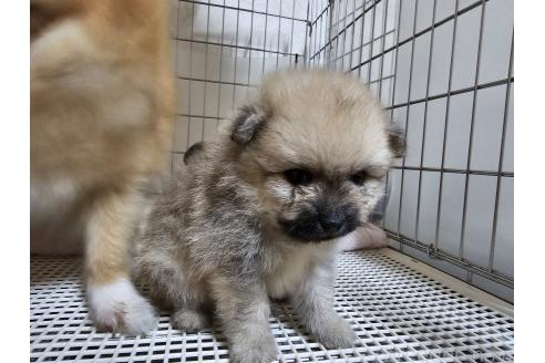 成約済の愛知県のポメラニアン-380792の7枚目