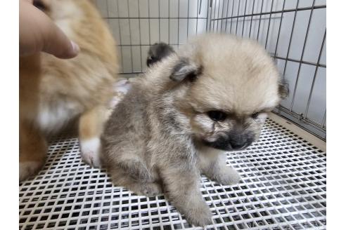 成約済の愛知県のポメラニアン-380792の5枚目