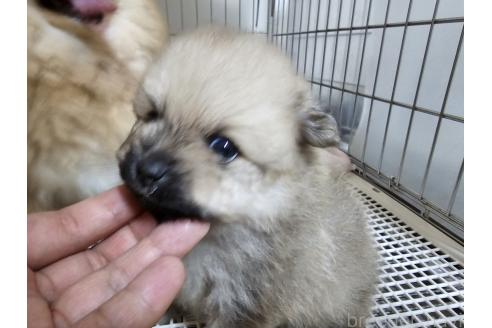 成約済の愛知県のポメラニアン-380792の4枚目