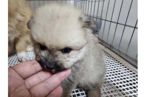 成約済の愛知県のポメラニアン-380792の3枚目