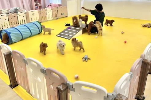 成約済の神奈川県のマルプー:マルチーズ×トイプードル-372945の2枚目