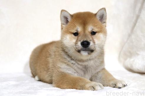 成約済の滋賀県の柴犬-380813の15枚目