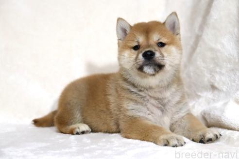 成約済の滋賀県の柴犬-380813の14枚目