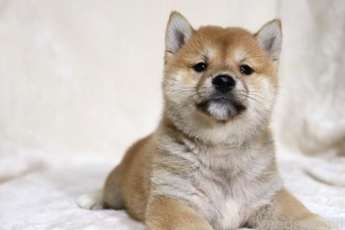 成約済の滋賀県の柴犬-380813の13枚目