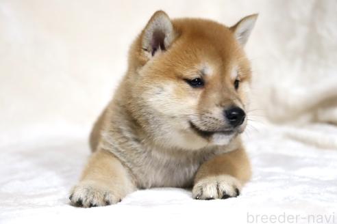 成約済の滋賀県の柴犬-380813の12枚目