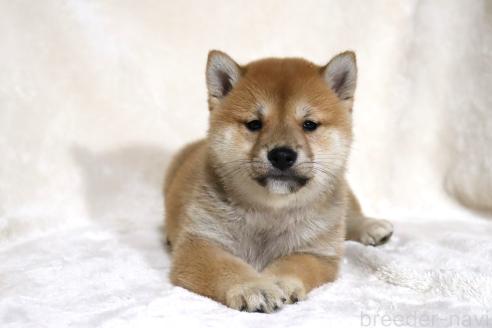 成約済の滋賀県の柴犬-380813の11枚目