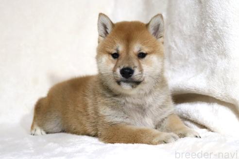 成約済の滋賀県の柴犬-380813の10枚目