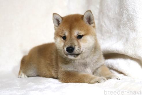 成約済の滋賀県の柴犬-380813の9枚目