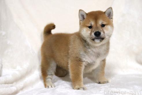 成約済の滋賀県の柴犬-380813の8枚目