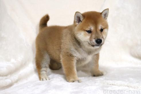 成約済の滋賀県の柴犬-380813の7枚目